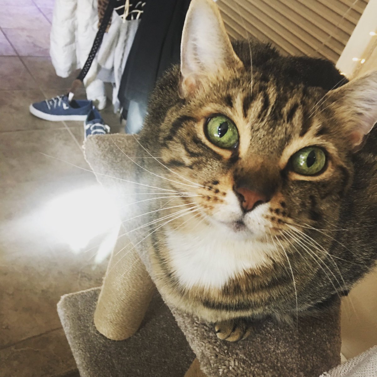 NeeinaN's tweet photo. Rest in peace Van 2020 the sweetest cat in the world ❤️❤️❤️🙏 https://t.co/8ncqa0OLea