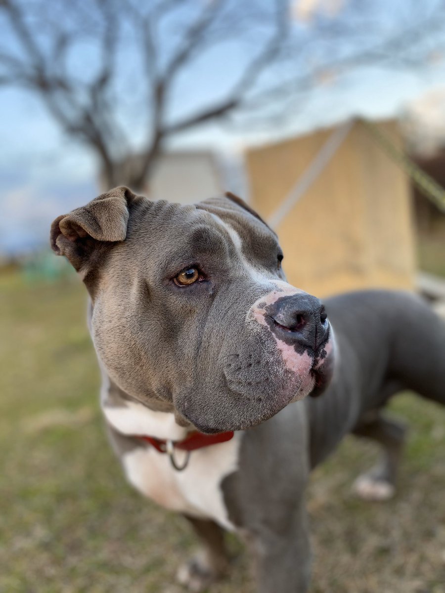 Shiu56 未断耳と断耳済み 私にはカットする意味が分からない 断耳済みの子はいまだに耳を触ると痛いのか嫌がりますので耳掃除ができません 耳に限らず尾とか爪とか歯とか Jkcが容認してるからなんか悲しい アメリカンブリー 断耳