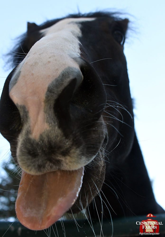 Centennial_Farm's tweet photo. Winner of @TheNYRA's Seattle Slew Stakes. #TeamCentennial/#TeamJerkens/partner favorite. @mjsharp75_joe &amp; @grady_brad listened to him when he was done &amp; gave him back. Securitiz #NeverEclipsed &amp; is deeply loved, deeply spoiled, &amp; still sticking his tongue out w/the Littles in MA. https://t.co/HBfcCMtlKn