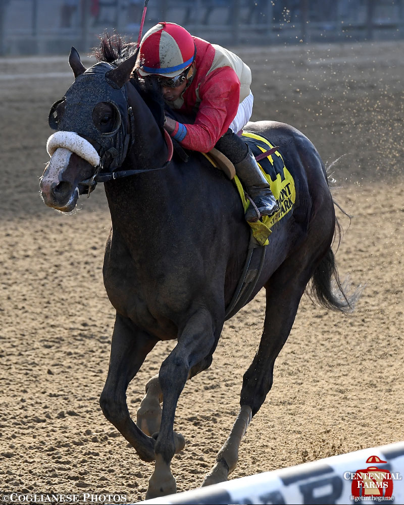 Centennial_Farm's tweet photo. Winner of @TheNYRA's Seattle Slew Stakes. #TeamCentennial/#TeamJerkens/partner favorite. @mjsharp75_joe &amp; @grady_brad listened to him when he was done &amp; gave him back. Securitiz #NeverEclipsed &amp; is deeply loved, deeply spoiled, &amp; still sticking his tongue out w/the Littles in MA. https://t.co/HBfcCMtlKn