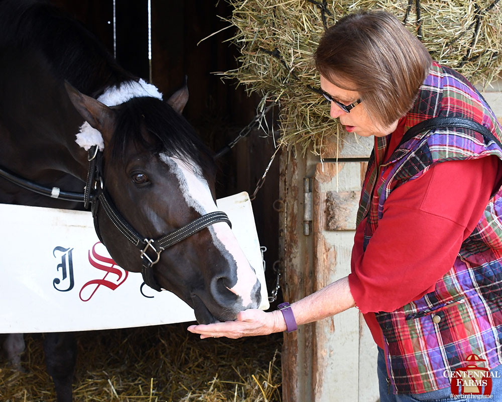 Centennial_Farm's tweet photo. Winner of @TheNYRA's Seattle Slew Stakes. #TeamCentennial/#TeamJerkens/partner favorite. @mjsharp75_joe &amp; @grady_brad listened to him when he was done &amp; gave him back. Securitiz #NeverEclipsed &amp; is deeply loved, deeply spoiled, &amp; still sticking his tongue out w/the Littles in MA. https://t.co/HBfcCMtlKn
