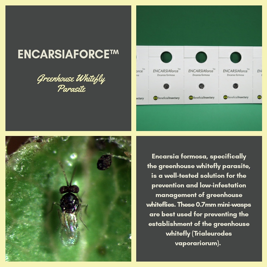 #whitefly #greenhousewhitefly #beneficialinsectary #greenmethods #beneficialinsects #goodbugs #farmer #greenhouse #garden #gardening #urbanfarming #urbanfarm #urbanfarmers #vineyards #citrus #hemp #cannabis #orchard #crops #insects #entomology #entomologist #pointsettia