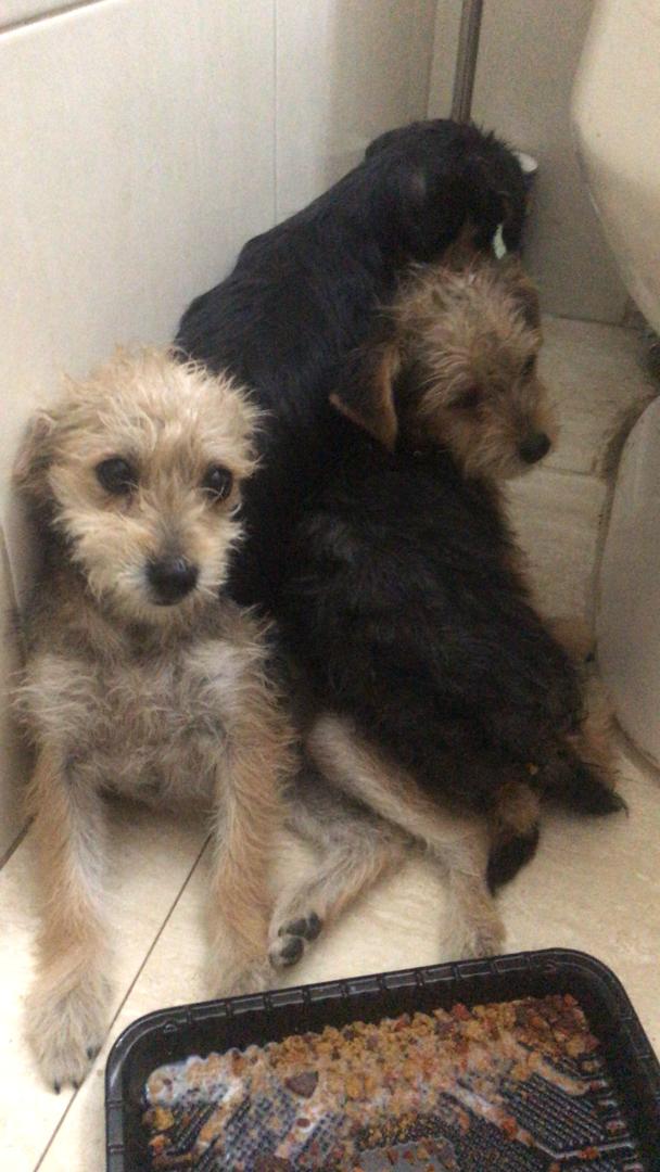 Mari (@maribeld_) on Twitter photo #URGENTE ➡️ 3 Angelitos fueron ABANDONADOS de manera Cruel y Cobarde en la zona de Prados del Este, Caracas. Fueron resguardado pero urge adopción responsable
☎️ 04142302904
<a href="/PerroUsuario/">PerroUsuario Wof '•'</a> #URGENTE ➡️ 3 Angelitos fueron ABANDONADOS de manera Cruel y Cobarde en la zona de Prados del Este, Caracas. Fueron resguardado pero urge adopción responsable
☎️ 04142302904
<a href="/PerroUsuario/">PerroUsuario Wof '•'</a>