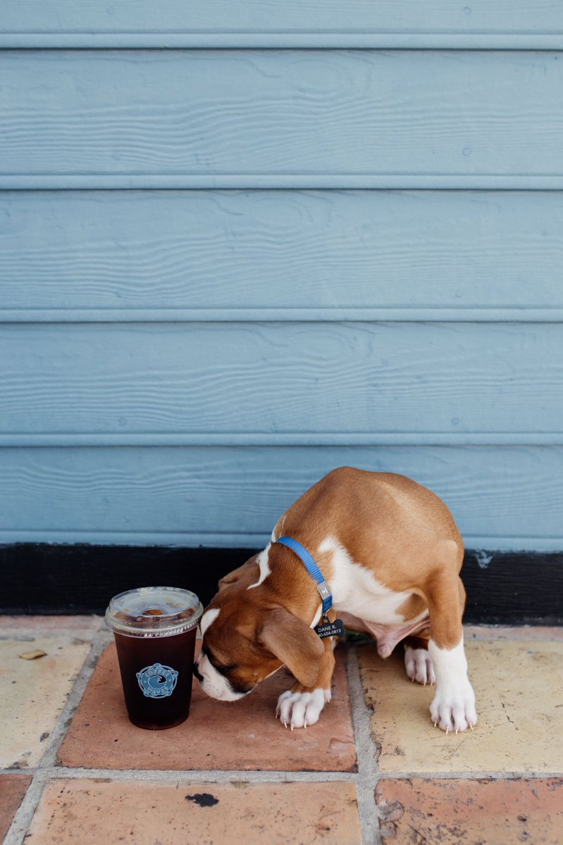CoffeeWaves's tweet photo. Our newest barkista. Everyone meet Walter! #BoxerPuppy #Boxer https://t.co/y2CnjS8EWJ