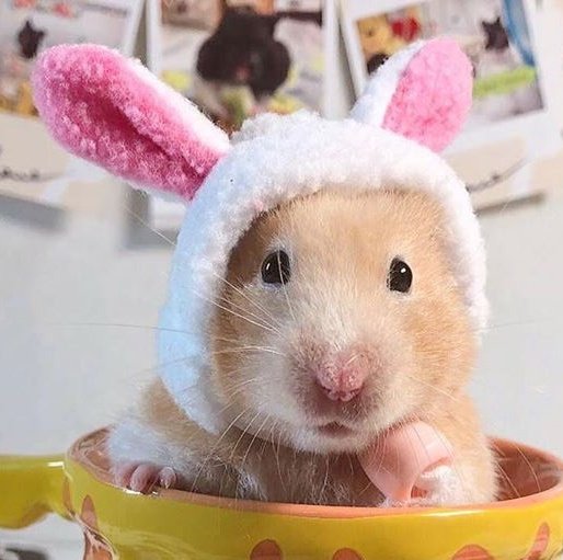 🐰