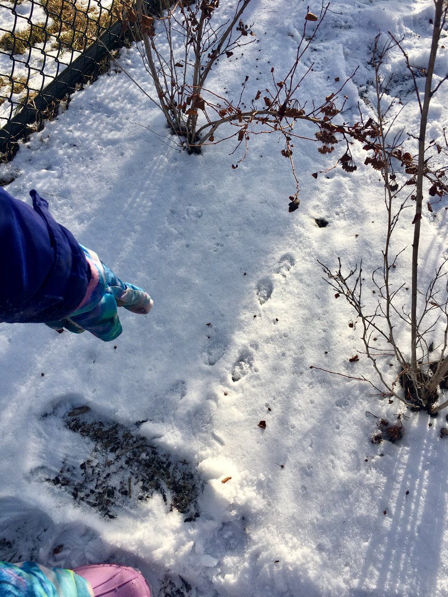 MissBraida's tweet photo. Tuesday’s #outdoorinquiry was a HUGE success! We joined @RyanHDSB ‘s class to explore the different ways we saw movement on our walk and trip to the pond. #movement #sciencerocks #winterinquiry https://t.co/Un43I7RsDV