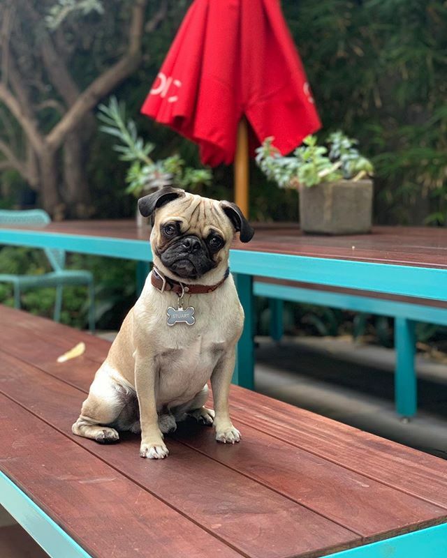 spoonfedla's tweet photo. TGIF. ⠀⠀⠀⠀⠀⠀⠀⠀⠀
Right, @thepugstuart?⠀⠀⠀⠀⠀⠀⠀⠀⠀
Thanks for always visiting us! ⠀⠀⠀⠀⠀⠀⠀⠀⠀
⠀⠀⠀⠀⠀⠀⠀⠀⠀
❤️📷 @thepugstuart⠀⠀⠀⠀⠀⠀⠀⠀⠀
.⠀⠀⠀⠀⠀⠀⠀⠀⠀
Visiting our friends at @spoonfed.la before work. Love you guys! https://t.co/l0I6F9yGKd https://t.co/09rgz9IAXU