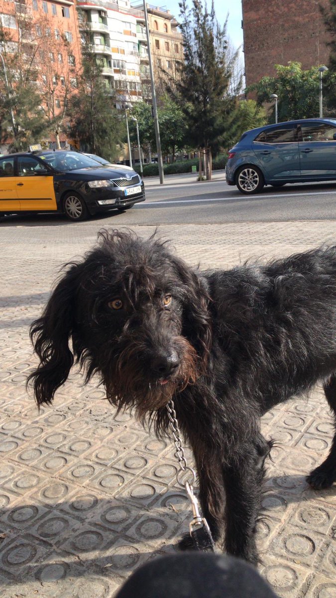 rockatronica's tweet photo. @petalert_france 

URGENT Perdu Mambo, bâtard, noir genre griffon. Taille moyenne. Il est effrayé, n’a pas de collier mais il a la puce.
A Castanet Tolosan, route de Mervilla et route de robigue, aujourd’hui (10/01/2020) vers 15h https://t.co/VYv4W0nUOJ