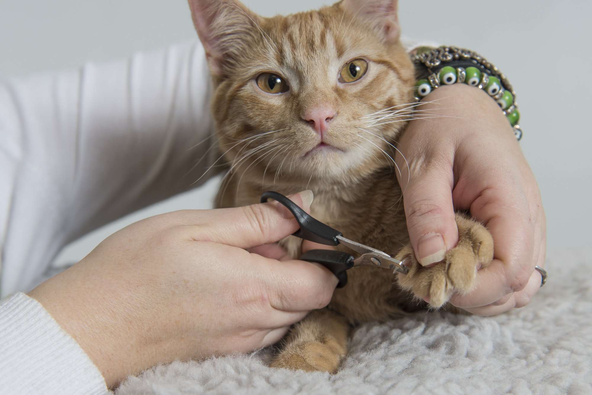Tips To Trim Your Dog Or Cat's Nails - Taylor Crossing Animal Hospital