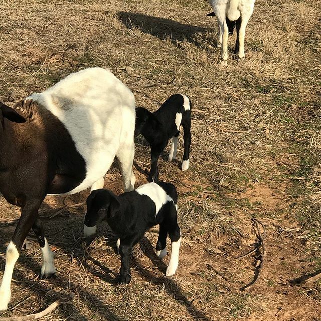 Umbrawinery's tweet photo. Our two newest members of the family! https://t.co/ba7f57jUUg https://t.co/S3PWPksUnt
