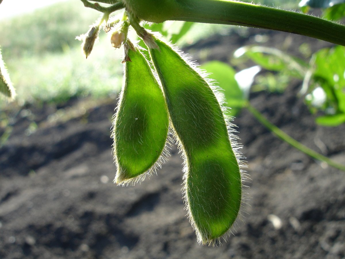 SoyfoodsCouncil's tweet photo. Quick edamame tip: Cook fzn edamame in the pod as directed in pkg. Season &amp; serve in a bowl, w/ an extra bowl to place discarded pods. Squeez the sweet and tender soybeans into the mouth. This is a traditional snack in Japan.
#edamame #soyinspired #soyisgood #healthysnack #snack https://t.co/Ga9qoL1L4v
