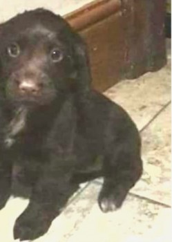 millypod1's tweet photo. NEL HOME SAFE. THANKS FOR RT's ๐๐พ๐
6 JAN 2020. #Lost #ScanMe
Chocolate /White Cocker Spaniel #PUPPY Female
#Cyffylliog nr #Ruthin #Denbighshire #Wales #LL15 https://t.co/IRxkvW6YNoโฆ https://t.co/MYCXCpogAQ