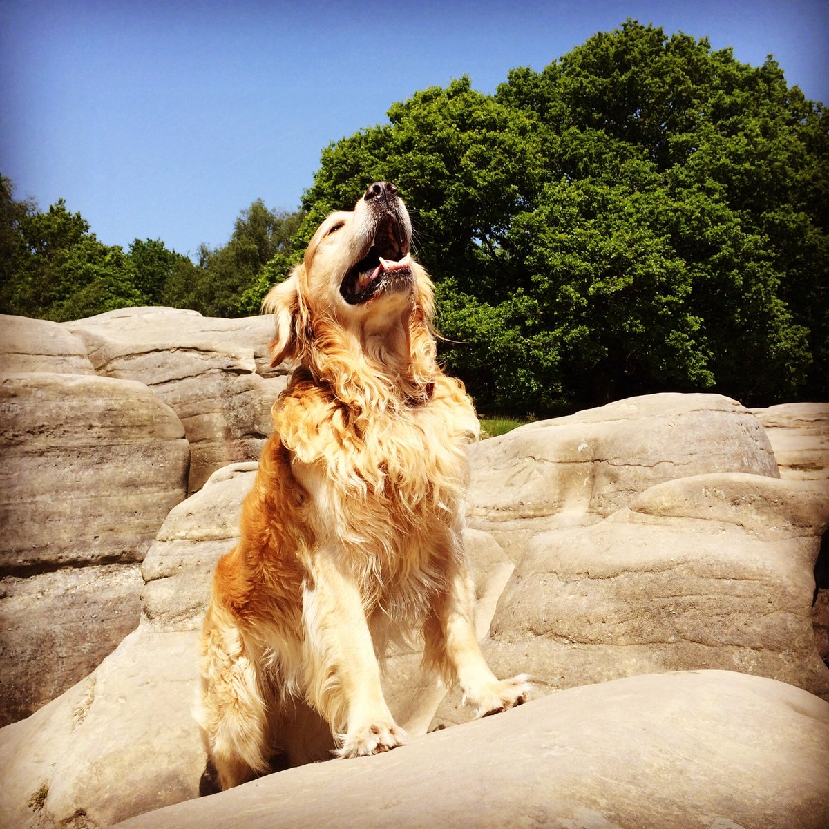 Pip is standing near the top of a large sandstone rocky outcrop in Tunbridge Wells. His fur is shining golden in the sun and he is looking up to the sky and howling for all he is worth. With his long, shaggy golden fur he looks like a lion - and his pose is very similar to a famous scene from the Disney Lion king movie and stage production...