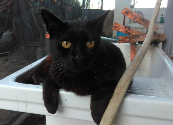 Humanymal's tweet image. 😔☔ Yuca, nuestra súper gatita socializadora de perritos, ha cruzado el arcoiris🌈A ella le debemos que nuestros #perros de terapia sean tolerantes y respetuosos con los gatetesTe vamos a echar mucho de menos Yuquita preciosa. #gatos #animales #coterapeutas