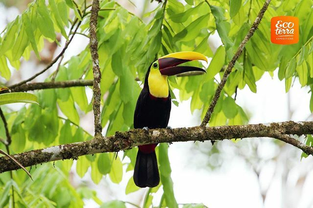 Ecoterra_Exp's tweet photo. For more information about our birdwatching tours visit our new site https://t.co/WHNin1EndH or you can call +506 2479-8333 or WhatsApp: +506 8393-5484 ••• Para más infomación sobre nuestros tours de birdwatching visite nuestro nuevo sitio https://t.co/WHNin1EndH o puede l… https://t.co/1dqysyJ07G