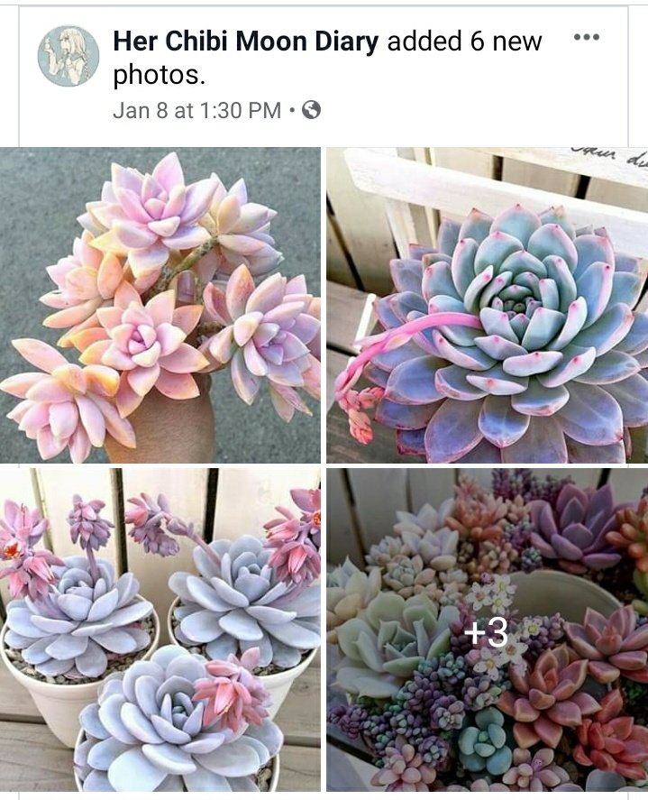 brushesthetic's tweet photo. Gunna paint something based on thos color story 😭 so pretty https://t.co/XVQxzpbgGp