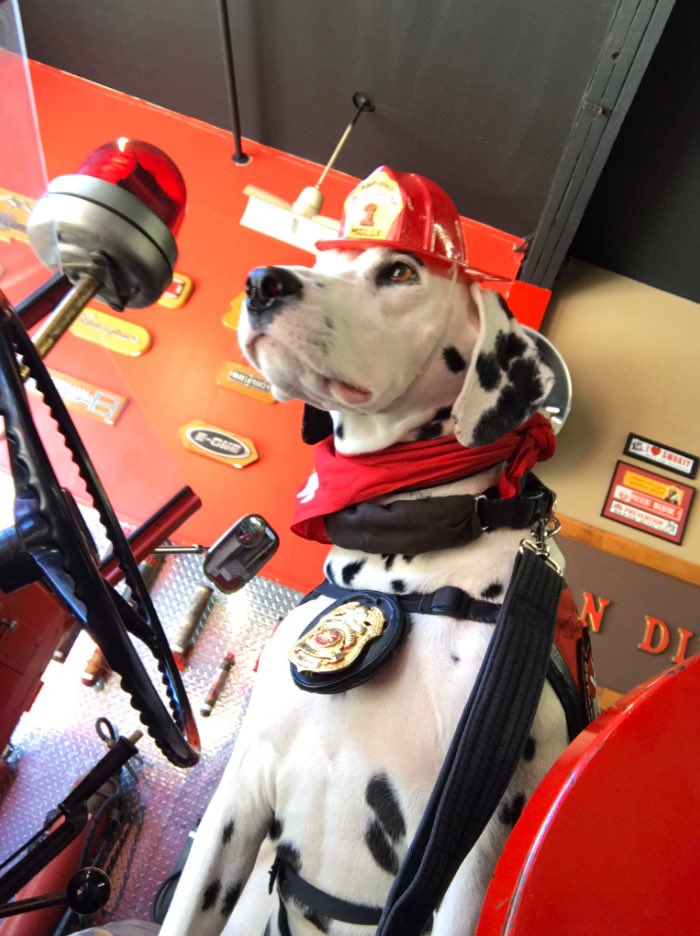 LearyFF's tweet photo. "My name is @firesafetydogs and I’ve been a firedog since I was 9 weeks old. Each year I travel over 25,000 miles across the US teaching fire safety to children & their families. There’s nothing I love more than helping others & keeping kids safe.” #BraveEveryday #FirePupFriday https://t.co/JkFXZDrCF0