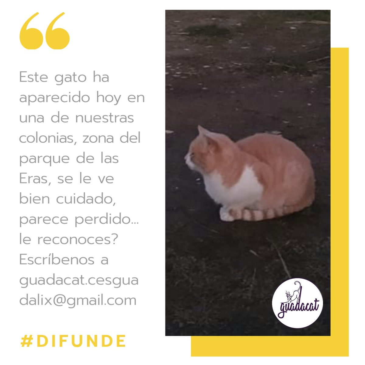 GuadacatCES's tweet photo. AVISO! STe gato ha aparecido hoy n una d nuestras colonias controladas, n la zona dl parque d la Eras, sta bn cuidado, parece perdido. Le reconoces? Escríbenos a guadacat.cesguadalix@gmail.com 
#difunde #gatoperdido #gatoencontrado #guadalixdelasierra #sierranortemadrid #madrid https://t.co/7CcEIDkXOO