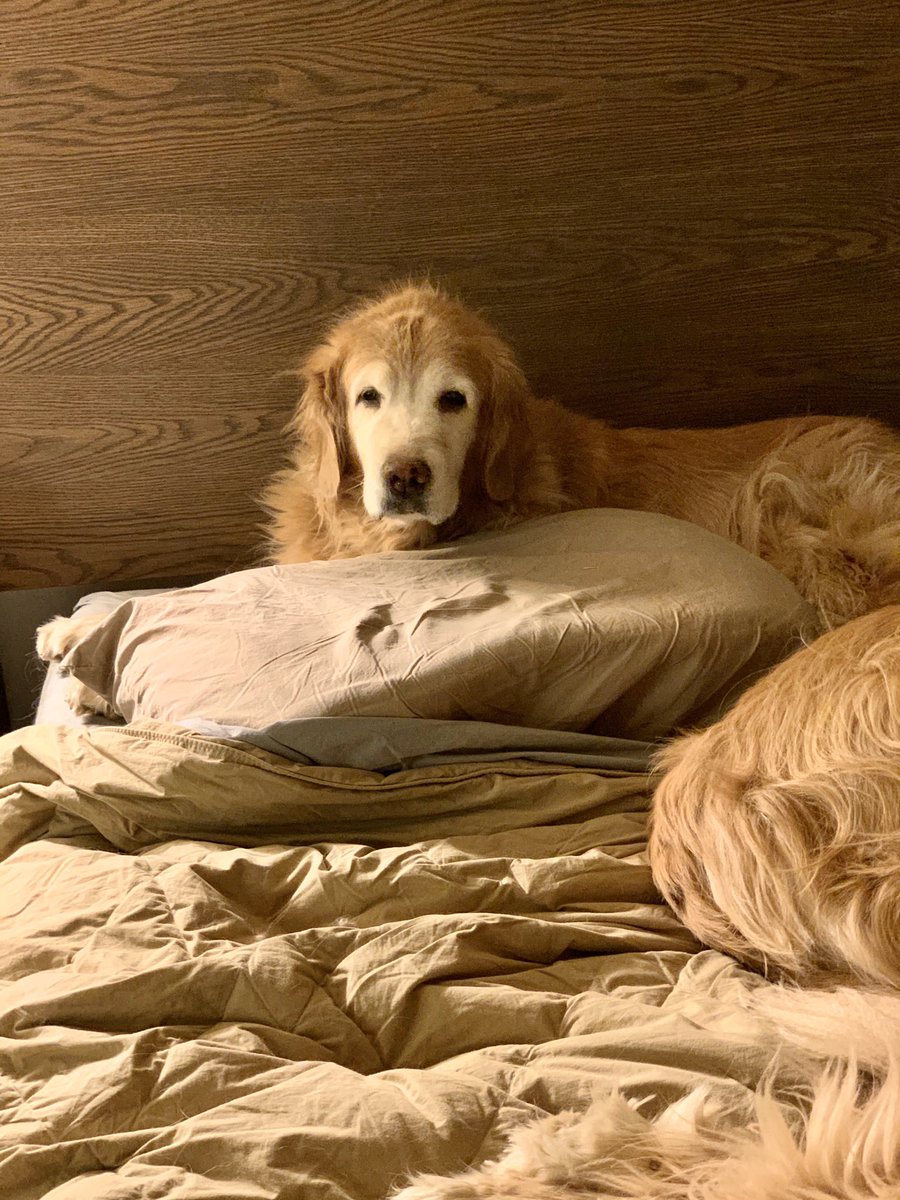 CrazyGoldenDogs's tweet photo. The queen on her throne. #GoldenRetrievers #DogsofTwittter #OldiesButGoodies #SnowyFace https://t.co/LTjV1LOhoj