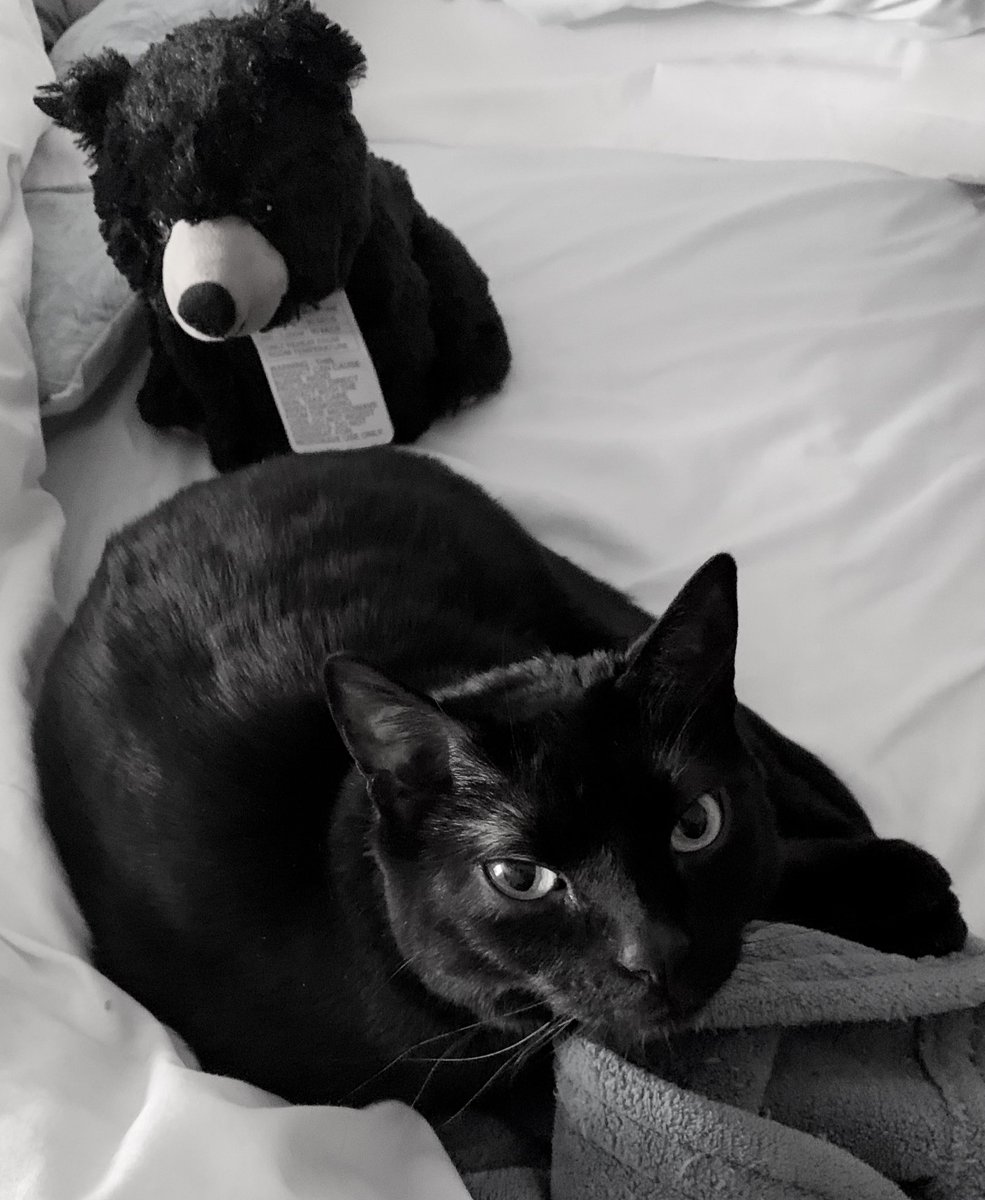 KristineYarwood's tweet photo. Having a very bad day. 🙁
This sweet kitty girl, surprise fun mail, & getting the crossword puzzle page first from the 📰 🗞 helped some. #blackcats #caseykitty #toughtimes #migraine #anniday #21years #surviving #funmail #selfcare https://t.co/Pu3PT9PmS0