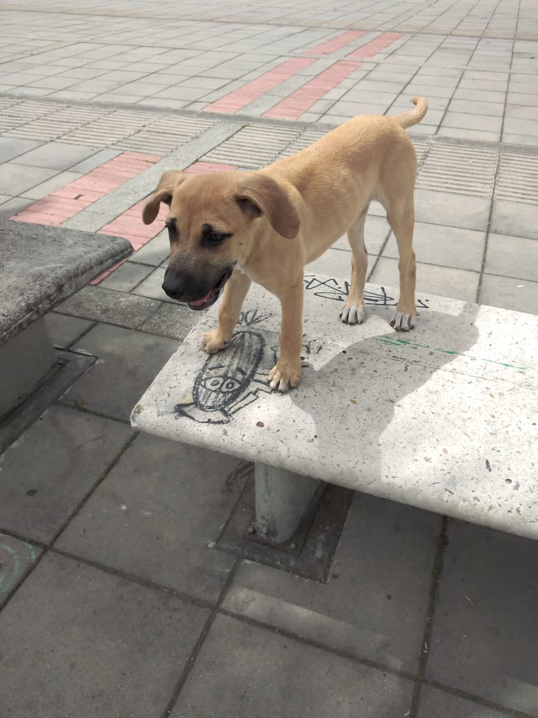 Una amiga tiene cuatro días para conseguirle hogar a este cachorro de cuarto meses. Es un macho, criollo, juguetón, parece que va a ser grande, fue abandonado en Villa Mayor. En el hogar de paso no lo pueden tener más tiempo. Por favor ayúdennos a encontrarle un hogar para él.