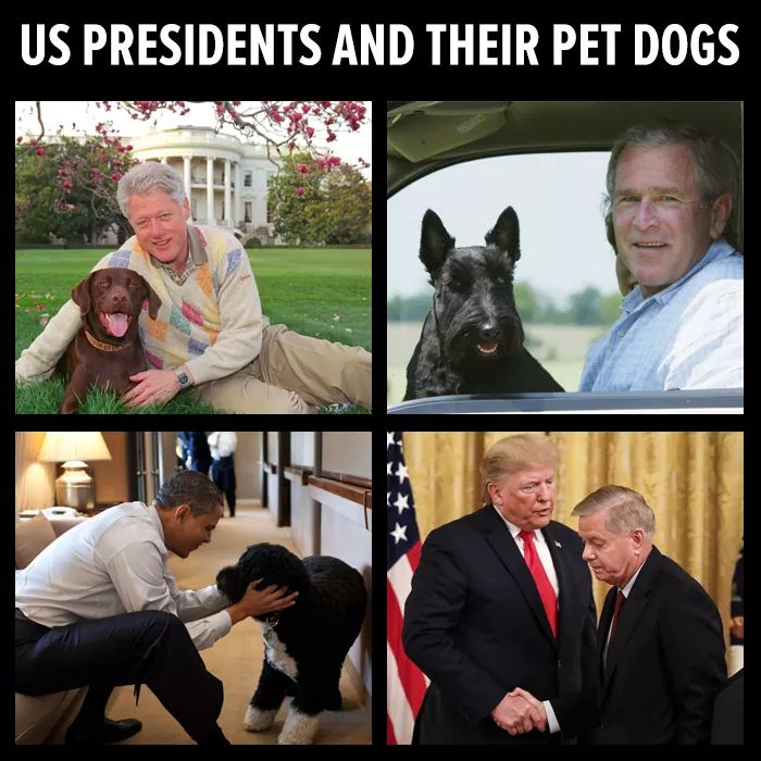 MP4W's tweet photo. #Woof https://t.co/TdxPyfc3Fi