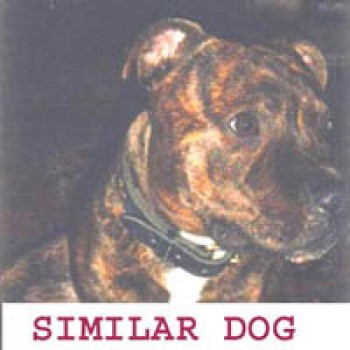 millypod1's tweet photo. 🆘LOCAL HELP NEEDED. OWNER COLLAPSED IN STREET MOLLY RAN OFF😢
MOLLY #Lost Brindle Staffordshire Bull Terrier Cross Female
#NewcastleEmlyn #Ceredigion #Wales #SA38 https://t.co/PEYBzTlOuu https://t.co/qQtuRWzQoW