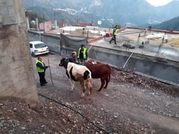عرض الصورة على تويتر