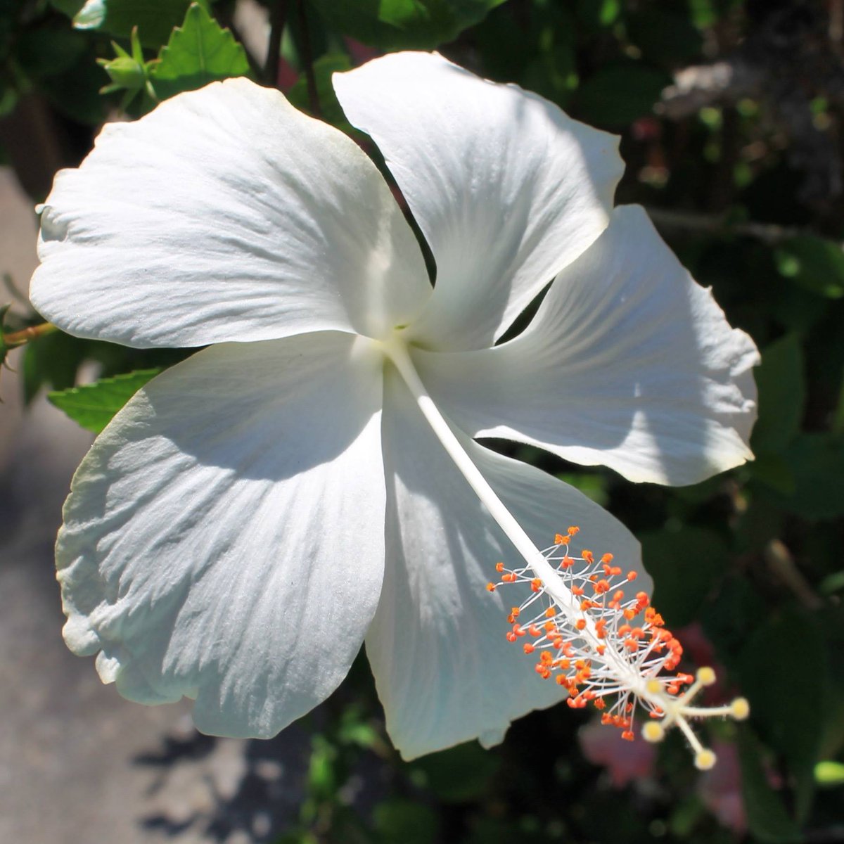 Winter white 🤍 #flowerfriday