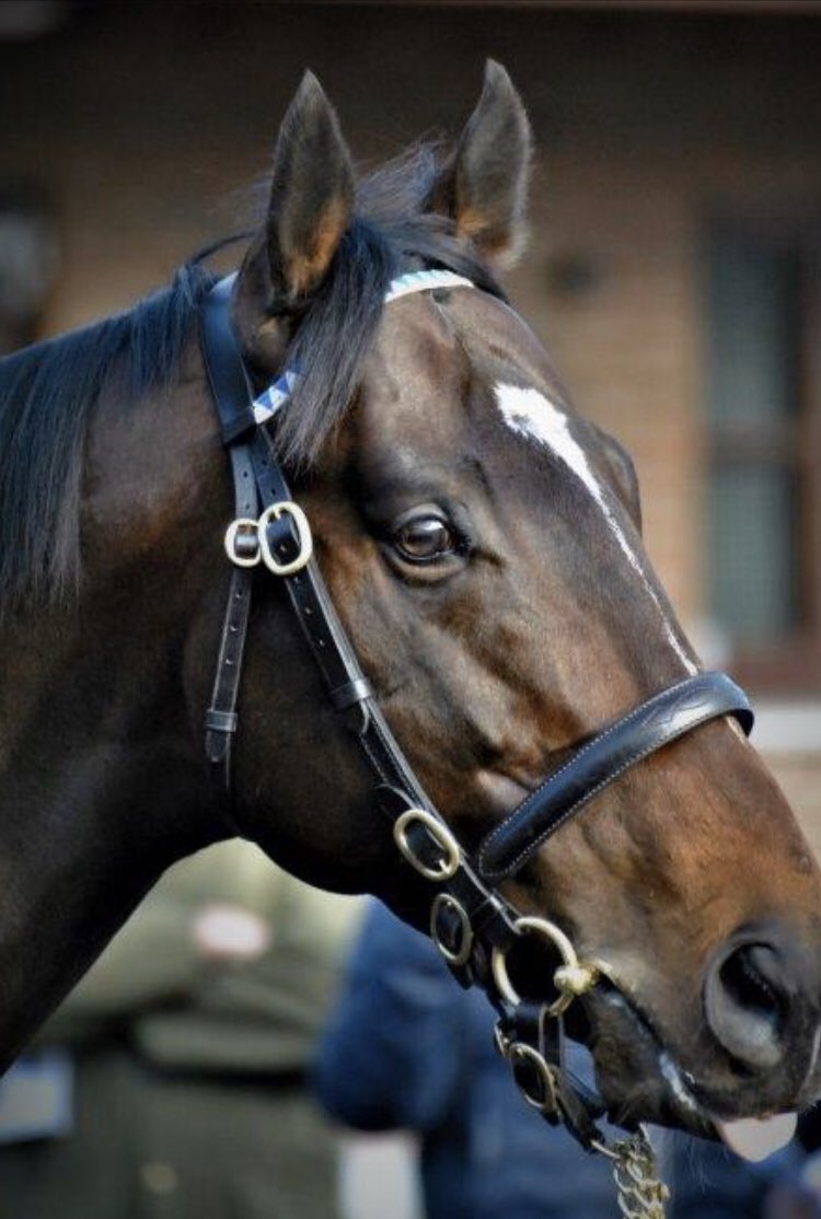 moloney_e's tweet photo. It was a pleasure to welcome so many visitors to @DarleyEurope Kildangan Stud today for the #irishstalliontrail @IREthoroughbred including our local politician  @SeanFlemingTD We’re looking forward to tomorrow. We’ll be open from 11.00 - 15.00.  #BluePoint https://t.co/IRxGWaA7zl