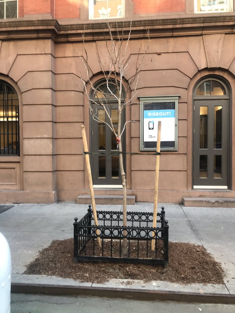 W13thStAlliance's tweet photo. Thank you so much @speakercoreyjohnson  @nycparks for the newly planted #goldenrain + #amurmaackia trees on #west13thstreet Some of the many benefits of trees in #nyc are: #airpollutantremoval #energyconservation #stormwaterinterception #carbondioxidestorage #notjustbeautiful 🙏 https://t.co/acVQa7kQu8