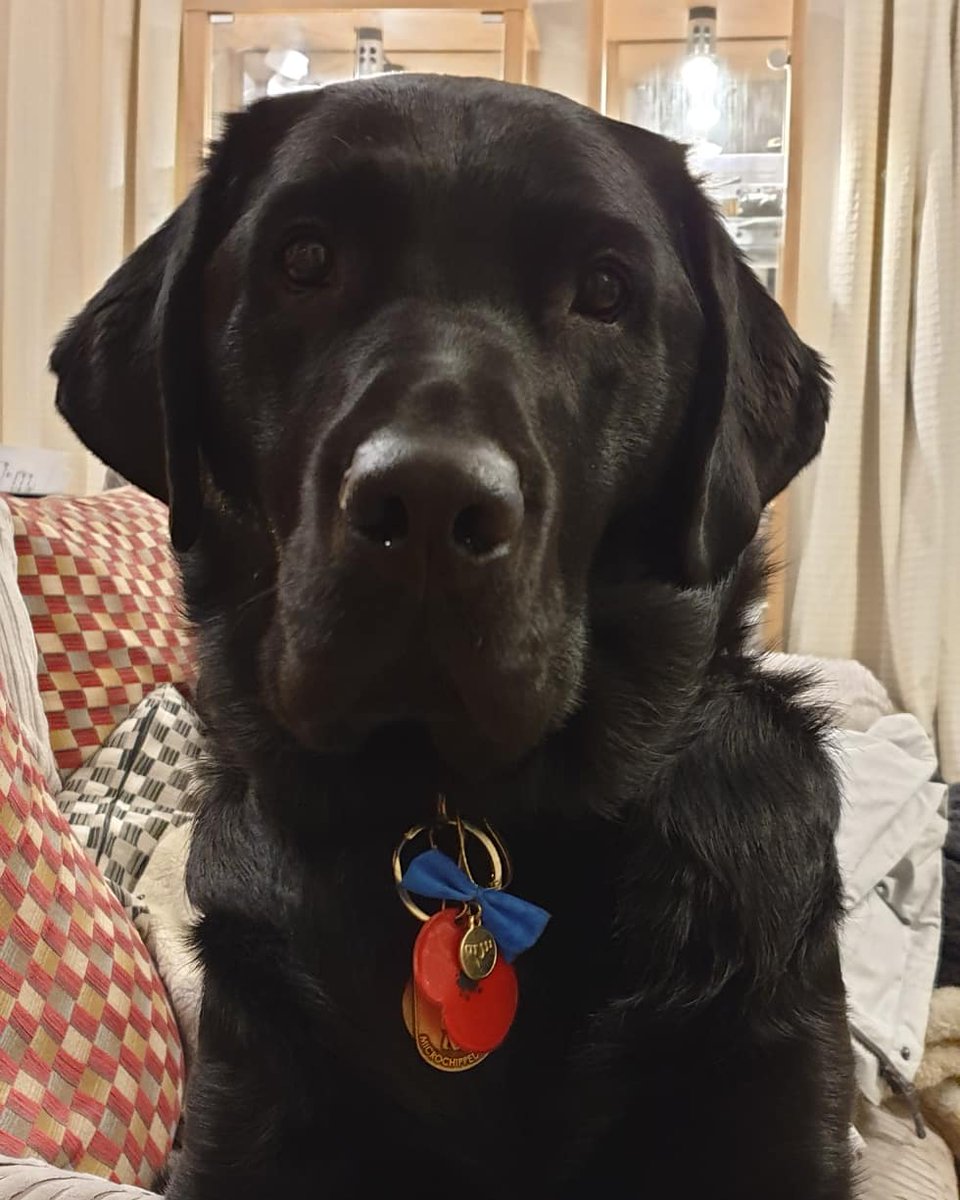 Jay_Glo's tweet photo. Happy 3rd birthday Dennis. You may have no spatial awareness and identify as a chihuahua but me and daddy love you. ❤🎂🐶❤🎂🐶 #dogsofinstagram #labradorretriever #labsofinstagram #blacklabsofinstagram #labxretriever #guidedogsofinstagram #guidedog https://t.co/kdjLP8IuNW