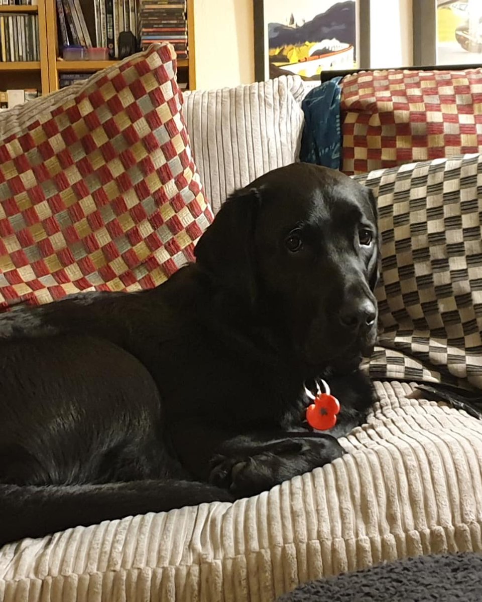 Jay_Glo's tweet photo. Happy 3rd birthday Dennis. You may have no spatial awareness and identify as a chihuahua but me and daddy love you. ❤🎂🐶❤🎂🐶 #dogsofinstagram #labradorretriever #labsofinstagram #blacklabsofinstagram #labxretriever #guidedogsofinstagram #guidedog https://t.co/kdjLP8IuNW