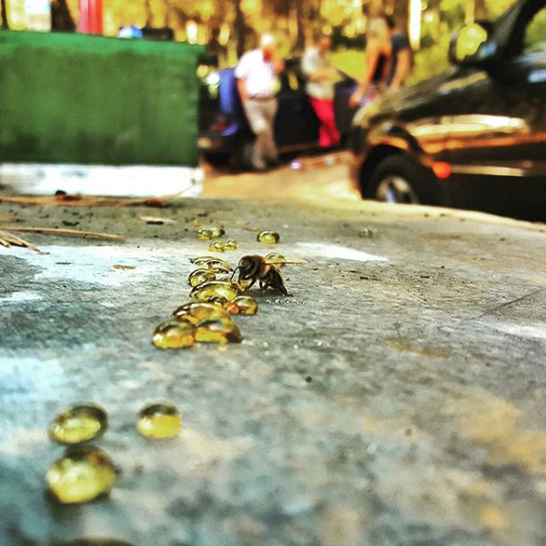 Honeycolony's tweet photo. Have you ever stopped and helped a tired #bee out? A little sugar/honey and water goes a long way for our favorite #pollinators! ๐โ ๐ฏโ
#SavethBees
โ https://t.co/6KimvBYWSG