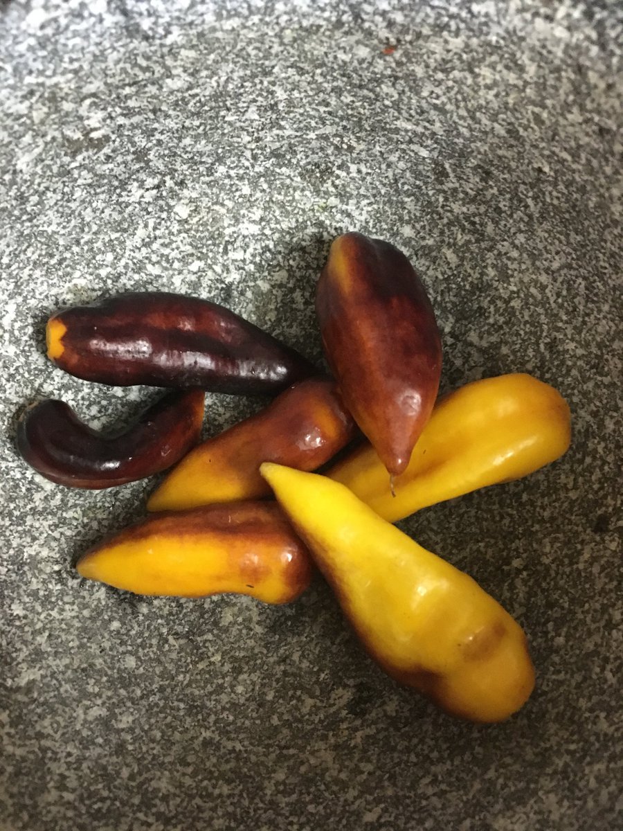 SuperhotSeeds's tweet photo. #blackbhutjolokiayellow #pepper #superhotseeds #superhotpepperseeds #hotpepper #superhotpeppers #pepperseeds #capsicum #chiliseeds #hotchili #chilliseeds #superhotchili #superhotchilis #superhotchiliseeds need #seeds heres where https://t.co/X93u2nlgLb https://t.co/dP1axjIDOc