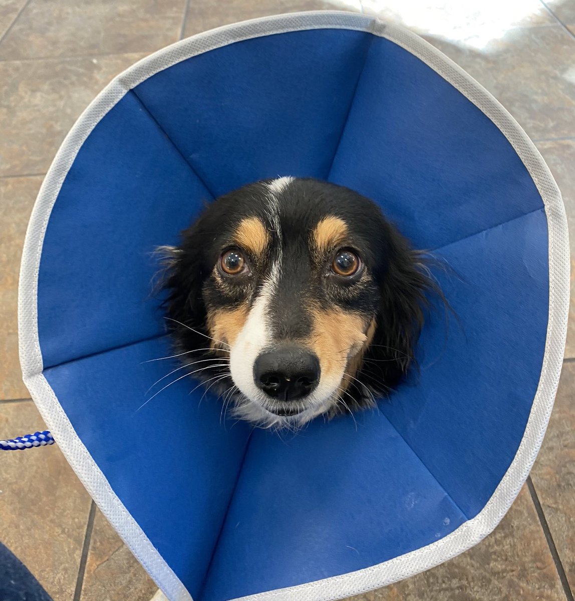 WeRateDogs tweet media