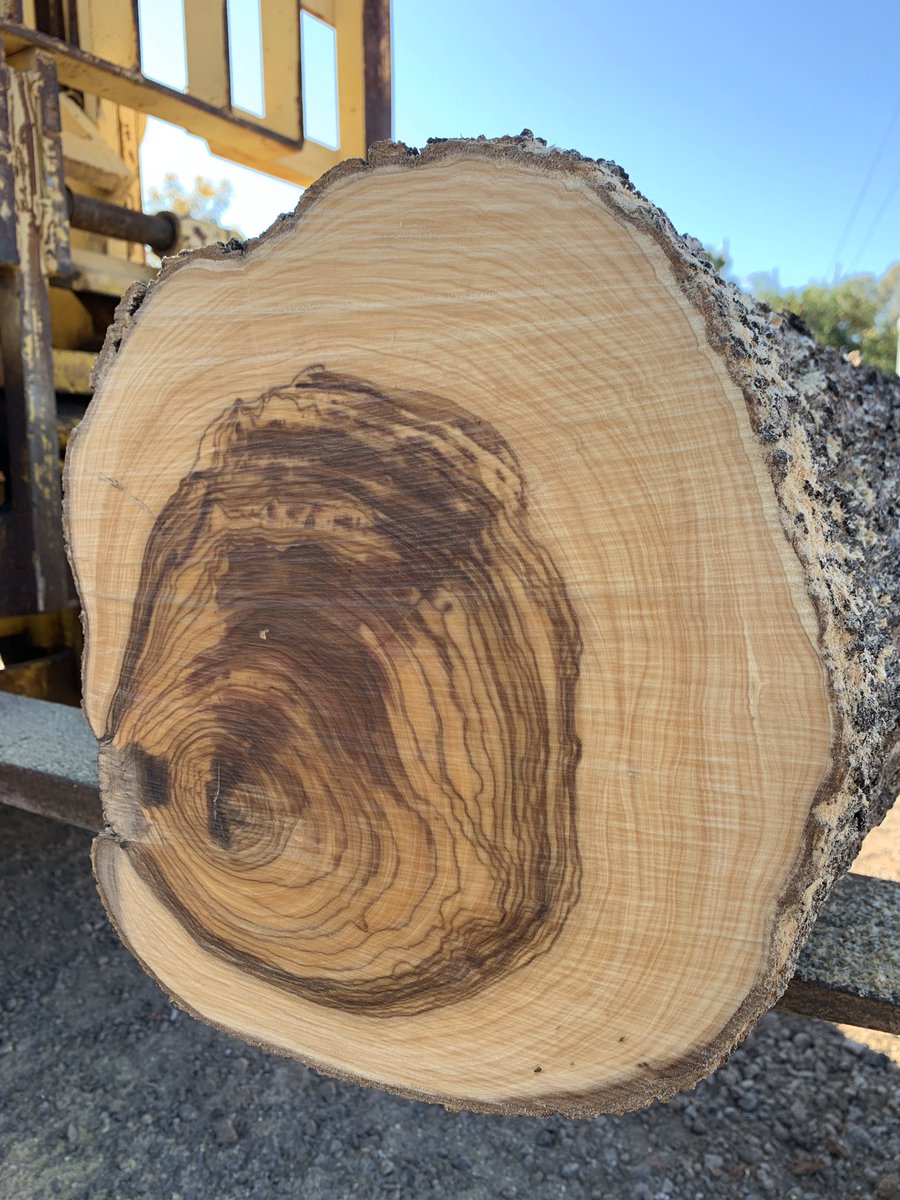 Mmmm... olive.
I love the grain and smell of this stuff!
#wood #log #sawmill #mediterraneanolive #endgrain #urbanwood #monolocoworkshop #chandler #az