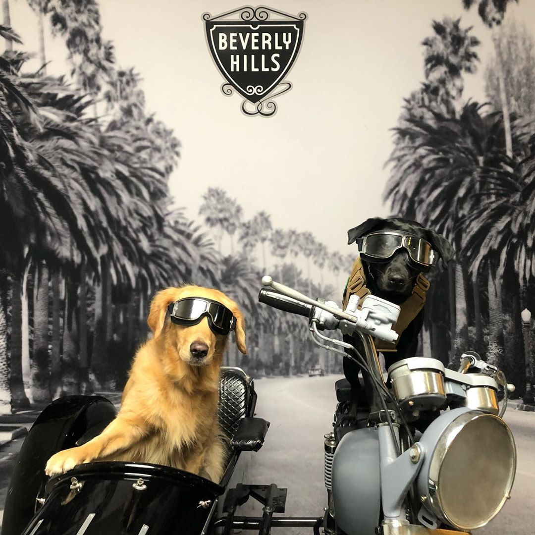 TScenarioStudio's tweet photo. The BEST boys 😂

Follow us to be the first to know when and where we'll be opening our next photography pop-up!

#thescenariostudio #beverlyhills #rodeodrive #ontworodeo #bestpups #dogoftheday #doglover #photography #art #visualart https://t.co/IaCYB6y6As