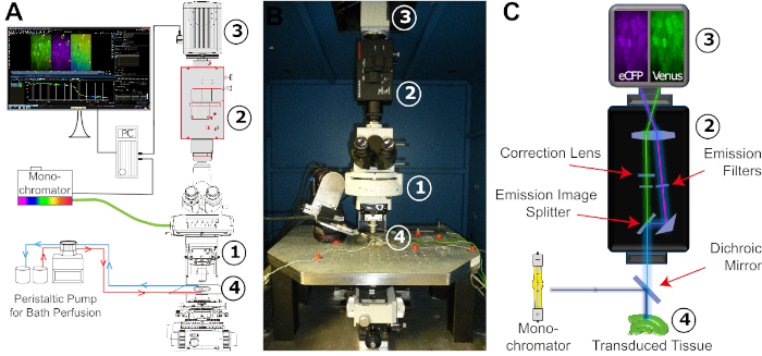 NikonInst's tweet image. @HHU_de researchers publish new video protocol in @JoVEJournal detailing how to express and image a fluorescent ATP biosensor in #neurons and astrocytes. #FRET measurements performed using a Nikon FN1 upright #microscope with emission-splitting module -&amp;gt; bit.ly/2QhgBRd