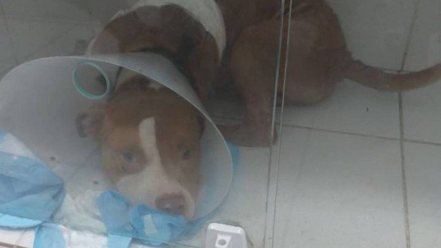 Um cão foi baleado, na ultima segunda-feira (6), no Morro da Babilônia, no Leme, Zona Sul do Rio. Thor, um cachorro de pouco mais de dois anos, terá que amputar uma das patas, atingida pelo tiro. Esse é o primeiro animal doméstico baleado em 2020. #TirosRJ
extra.globo.com/casos-de-polic…