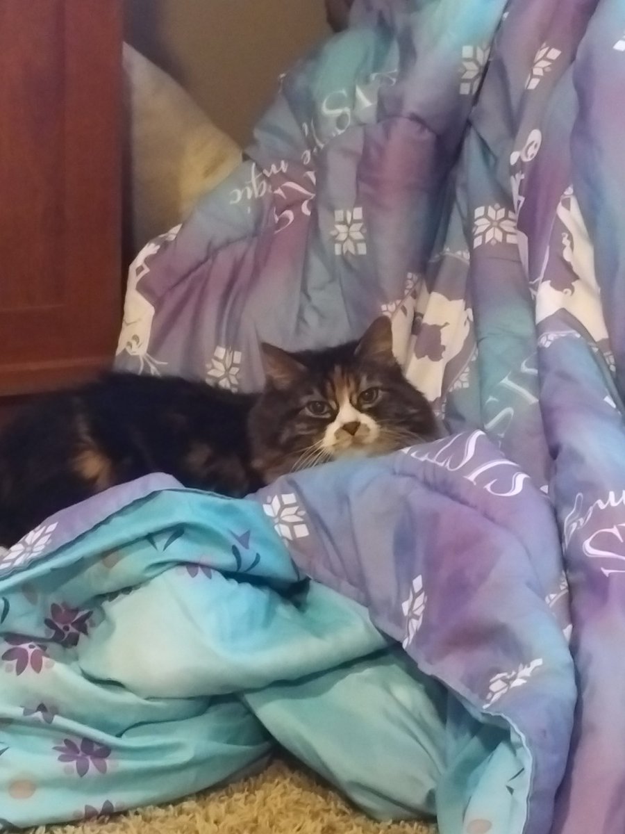 FallJaded's tweet image. 'Harley in a Sea of Frozen'