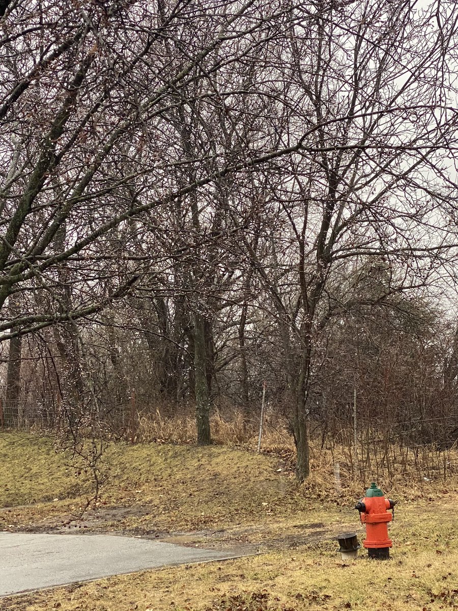 Brittany Paddock tweet media