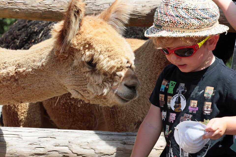 AnimalsRMagic2's tweet image. Date for your diary! Animals R Magic, Sunday 12th July 2020 at Jinney Ring Craft Centre, Hanbury, Worcestershire, B60 2BU. A great family day out raising money for local animal charities. #worcestershirehour