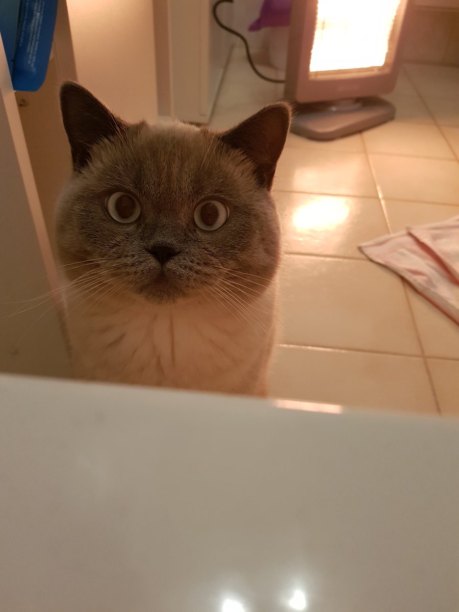 YoshiVSzombies's tweet photo. Ab und zu guckt er nach ob in der Wanne alles OK ist https://t.co/JbM1Ju5wrE