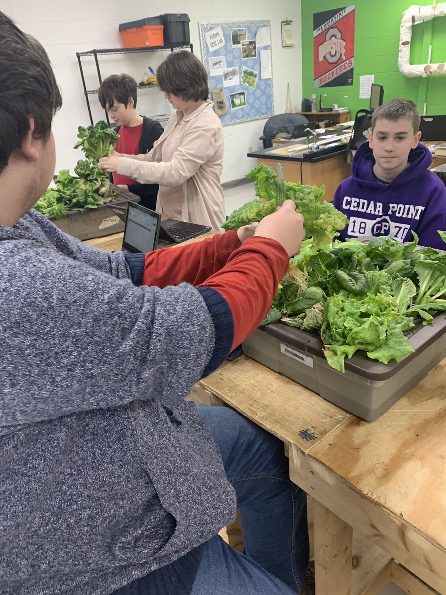 Rossi_Reyn's tweet photo. Data day in @BRJH_SOILLab checking up on our different plants, measuring roots and leaves of cucumber and romaine https://t.co/9x9Hz0zYnl