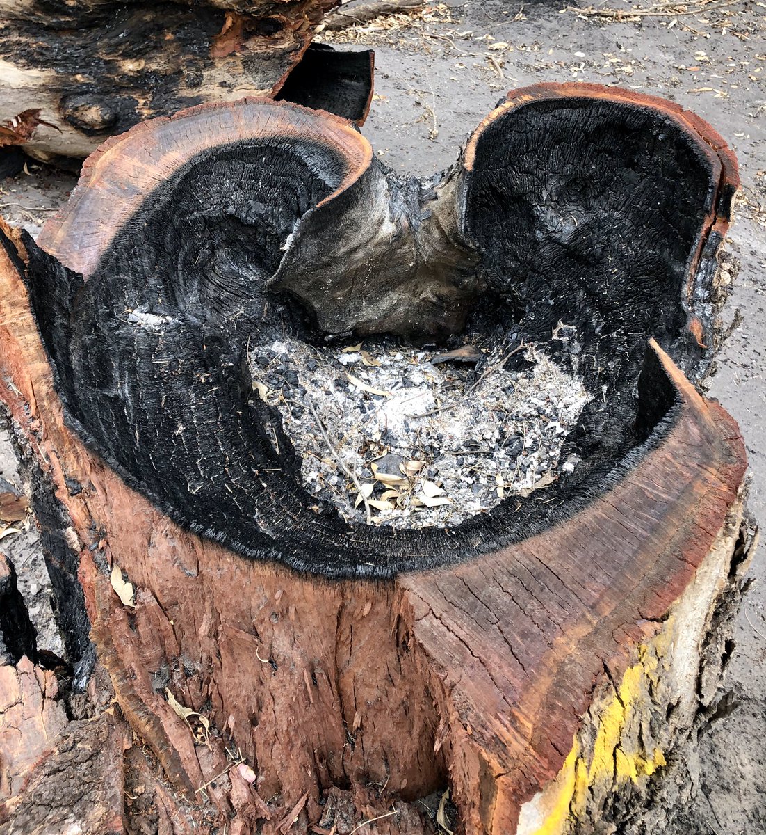 arborsmarty's tweet photo. Burned and collapsed trees still have a heart. #AustralianBushfiresDisaster #adelaidefires #ClimateAction https://t.co/ck3qMyQHVn