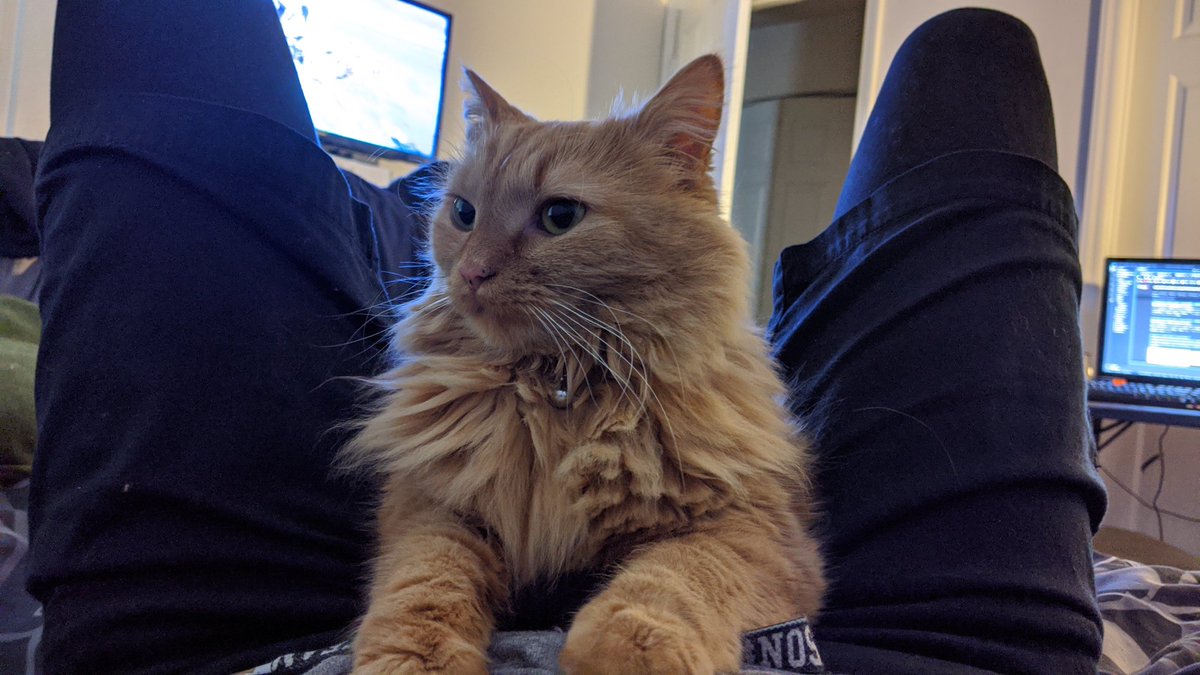 Thank you to those who hung out on stream today. It was a lot of fun! I laughed a lot :). Very appreciative. 
Enjoy some Rai!
#rai #cats #twitch #streaming