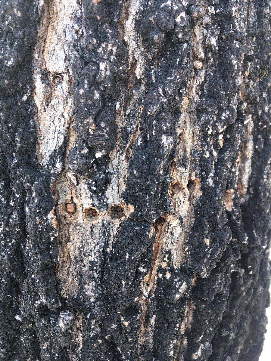 cantparenttoday's tweet photo. What a wonderful day of learning @Belwin625 with JJ Hill today! The cycle of science is so precious. We learned that the holes in this maple tree were made by woodpeckers to trap bugs to eat but during the winter, the nuthatch bird hides its seeds in there. @Ms_Maura_ #science https://t.co/f73xCednyX