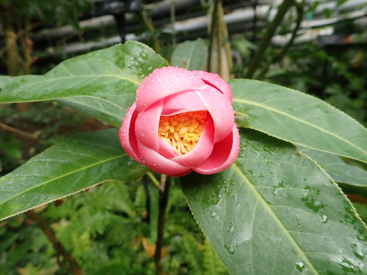 神代植物公園 ニュース スタッフより 園芸係 大温室熱帯花木室でツバキ ハイドゥンの花が咲きだしました 今朝から蕾がほころびはじめ 現在 半開状態 今日の午後にも開きそうです ハイドゥンは ベトナム原産のツバキ ハイドゥンは 漢字では 神代植物公園 ニュース スタッフより 園芸係 大温室熱帯花木室でツバキ ハイドゥンの花が咲きだしました 今朝から蕾がほころびはじめ 現在 半開状態 今日の午後にも開きそうです ハイドゥンは ベトナム原産のツバキ ハイドゥンは 漢字では