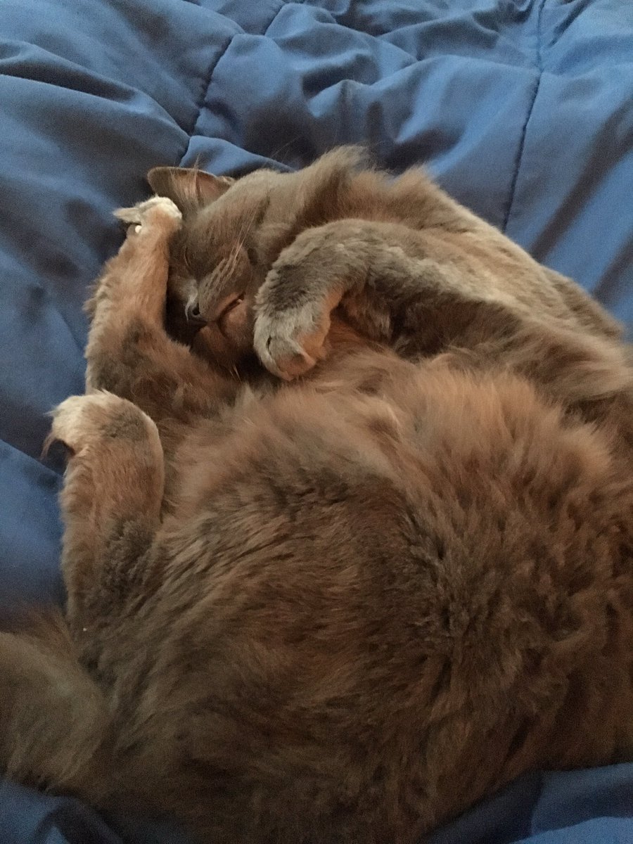 Nobody call me jell*cle in the replies